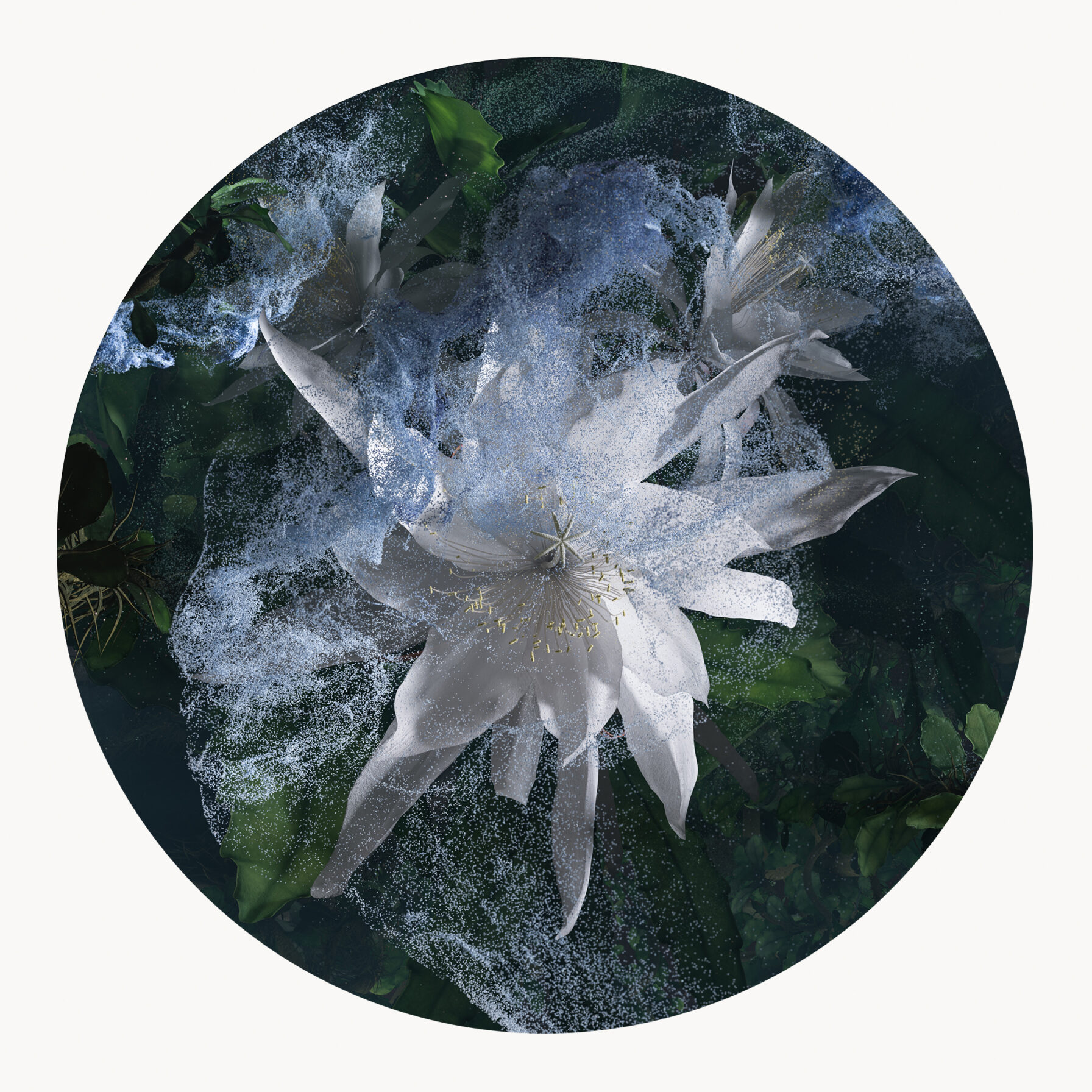 Forest Bathing: Lupuna — 9