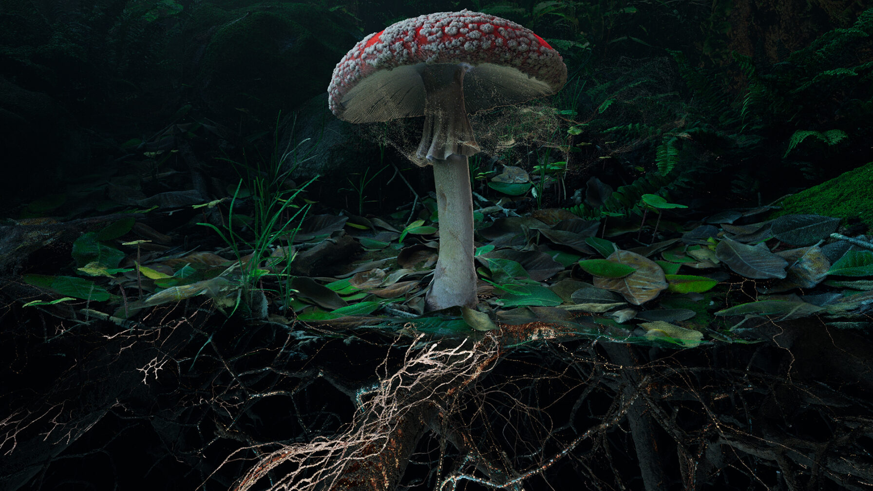Poetics of Soil: Fly Agaric I — 4